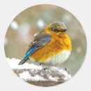 Suche nach bluebird aufkleber Vogelvogel