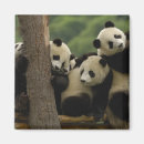 Suche nach shaanxi magnete Tier