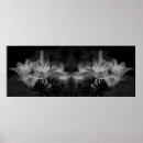 Suche nach schwarz weiße lilie poster Für sie