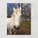 Suche nach clydesdale postkarten Bauernhof