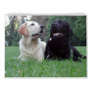 Suche nach labradore kalender Gelb