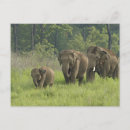 Suche nach indisch postkarten Elephas maximus