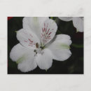 Suche nach alstroemeria postkarten Schön