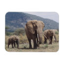 Suche nach afrikanischer elefant magnete Adam jones