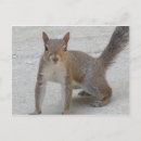 Suche nach eichhörnchen postkarten Tierwelt