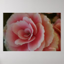 Suche nach begonie Blumen