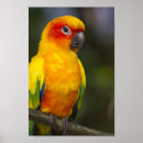 Suche nach conure poster Haustier