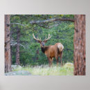 Suche nach geweih poster Cervus canadensis