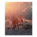 Suche nach löwin poster Katze