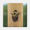 Suche nach bienen magnete Insekt