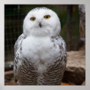 Suche nach braune eule poster Wild lebende tiere