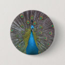 Suche nach pfau buttons Natur