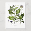 Suche nach belladonna poster Tödlicher nachtschatten