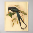 Suche nach schwarz weiß vogel poster Baum