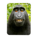 Suche nach lustiger affe magnete Tierwelt