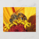 Suche nach bestäubung Blume