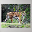 Suche nach bengalischer tiger poster Foto