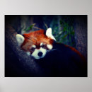 Suche nach roter panda poster Bär