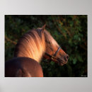 Suche nach rocky mountain horse Pferd