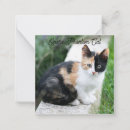 Suche nach lustige katzen kleine grußkarten Spaß