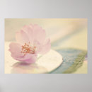 Suche nach cherry blossom poster Blumenreich