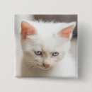 Suche nach katze mit blauen augen buttons Babytiere