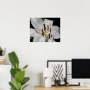 Suche nach weiße lilie poster Botanisch