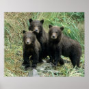 Suche nach grizzlybär poster Lebensraum