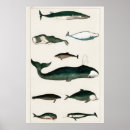 Suche nach wal poster Meere