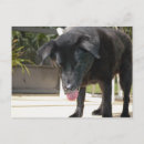 Suche nach schwarze hunde postkarten Hundefreund