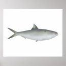 Suche nach süßwasser poster Fisch