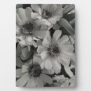 Suche nach augen fotoplatten Blume