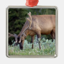 Suche nach geweih ornamente Natur