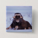 Suche nach steve buttons Wildtiere