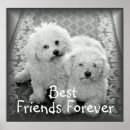 Suche nach bichons poster Tiere
