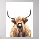 Suche nach schottische kuh poster Bauernhof