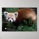Suche nach red panda poster Tier