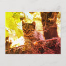 Suche nach babykatze postkarten Kleintiere