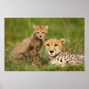 Suche nach pelze poster Wildtiere