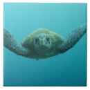 Suche nach galapagos fliesen Reptil