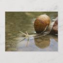 Suche nach mollusken postkarten Schnecke