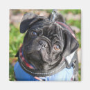 Suche nach trägt magnete Hund