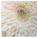 Suche nach chrysanthemen fliesen Weiß