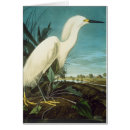 Suche nach john james audubon Vogel
