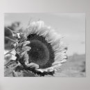 Suche nach schwarze sonne poster Blume