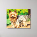 Suche nach yorkshires poster leinwandbilder Hund