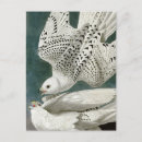 Suche nach gyrfalcon poster Vintag