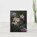 Suche nach columbine karten Fotografie