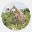 Suche nach giraffen aufkleber Afrika