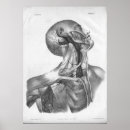 Suche nach anatomy poster Anatomical